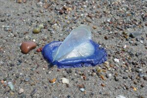 San Simeon 2023 – Bye the Wind Sailors | JimG's Blog